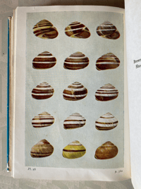 Image 6 of Shell Life by Edward Step