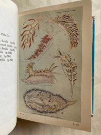 Image 8 of Shell Life by Edward Step