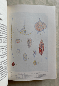 Image 4 of The Seas by F.S. Russell & C.M. Yonge