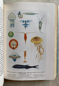 Image 5 of The Seas by F.S. Russell & C.M. Yonge
