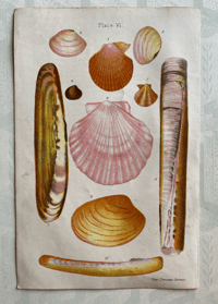 Shell print (A)
