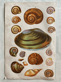Shell print (B)