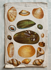 Image 1 of Shell print (C)