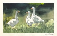 Image 2 of Three Ducks