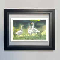 Image 1 of Three Ducks