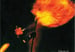 Image of Quorthon & Eternal Fire limited edition A3 & A4  size artprints