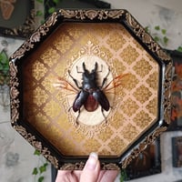 Stag Beetle