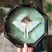 Luna moth
