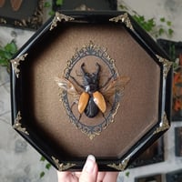 Image 1 of Real Framed Beetle with Agate