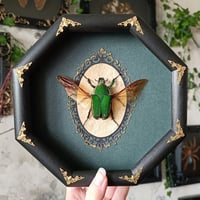 Image 1 of Giant Flower Beetle