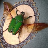 Image 2 of Giant Flower Beetle