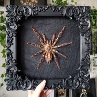 Image 1 of Large! Fringed Ornamental Tarantula