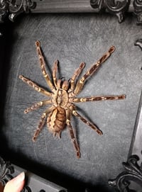 Image 2 of Large! Fringed Ornamental Tarantula