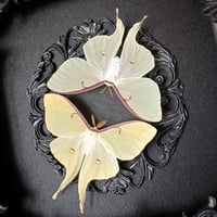 Image 2 of Set! Female & Male Luna Moths