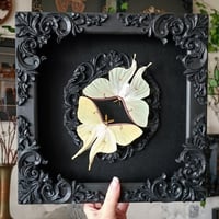 Image 1 of Set! Female & Male Luna Moths
