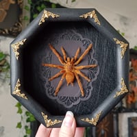 Orange Baboon Tarantula