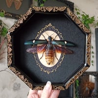 Jewel Beetle