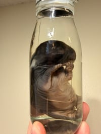 Image 1 of Black Bunny