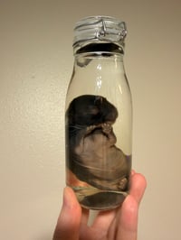 Image 2 of Black Bunny