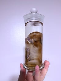 Image 4 of Orange Bunny