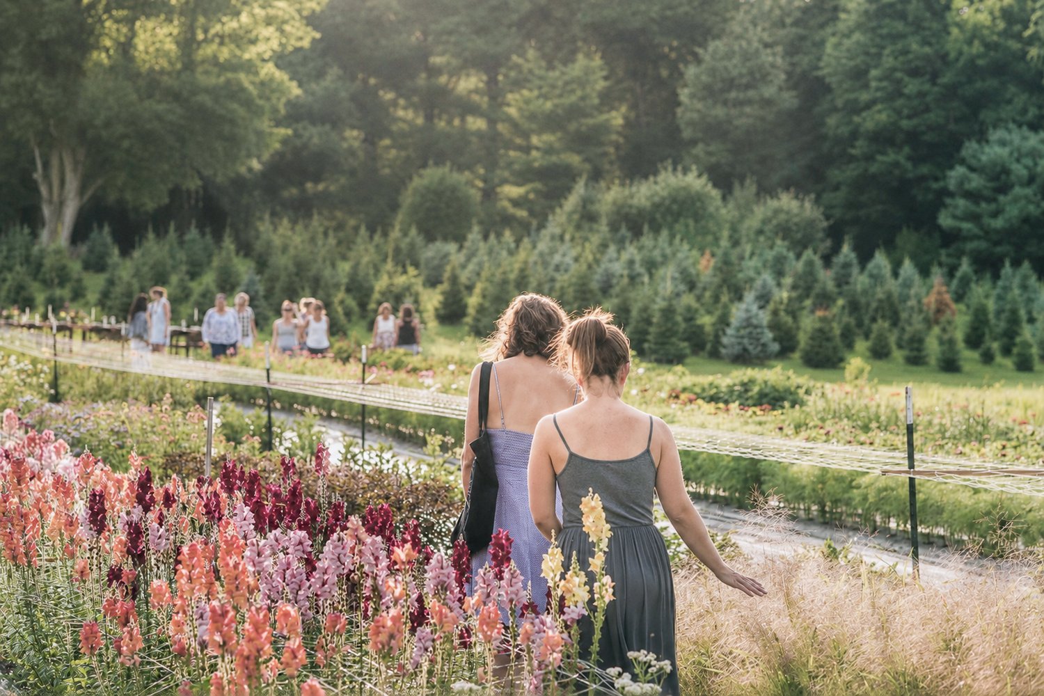Image of Nibbles & Blooms on the Farm