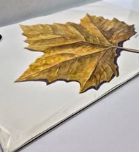 Image 2 of Maple Leaf Study by Danika Ostrowski - Original Illustration