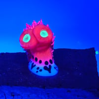 Image 6 of Norm - lovestruck