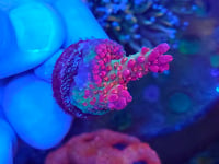 Image 5 of Vivid’s Confetti Acropora
