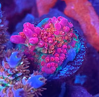 Image 3 of Vivid’s Confetti Acropora
