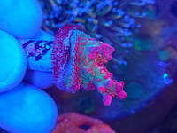 Image 4 of Vivid’s Confetti Acropora