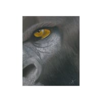 Image 1 of Ancient Soul | Gorilla Fine Art Print
