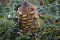 Image 2 of Banksia grandis – Bull Banksia (Seeds)