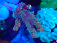 Image 3 of BC Bubblebath Unicorn 