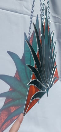 Image 1 of Century Agave