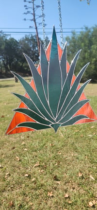 Image 3 of Century Agave