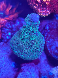 Image 1 of TGC Insane Millepora 