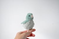 Image 1 of baby parrotlet