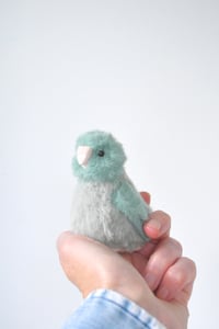 Image 2 of baby parrotlet