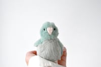 Image 4 of baby parrotlet