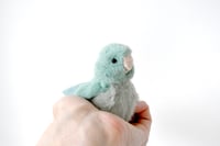 Image 5 of baby parrotlet