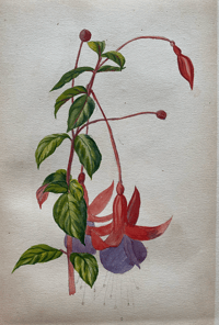 Image 7 of Flower Painting in Water Colours by F. Edward Hulme