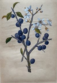 Image 4 of Flower Painting in Water Colours by F. Edward Hulme