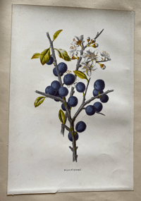 Image 5 of Flower Painting in Water Colours by F. Edward Hulme