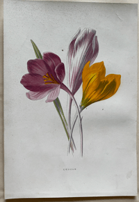 Image 8 of Flower Painting in Water Colours by F. Edward Hulme