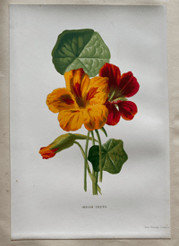 Image 9 of Flower Painting in Water Colours by F. Edward Hulme