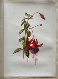Image 6 of Flower Painting in Water Colours by F. Edward Hulme
