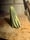 Image of 2. Lemon Painted Ghost