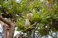 Image 2 of Banksia serrata - Saw-tooth Banksia (Seeds)