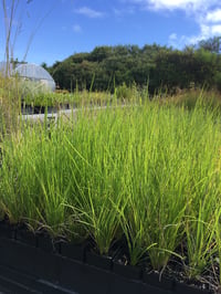 Image 2 of Poa poiformis - Coastal tussock-grass (Seeds)
