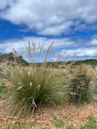 Image 3 of Poa poiformis - Coastal tussock-grass (Seeds)